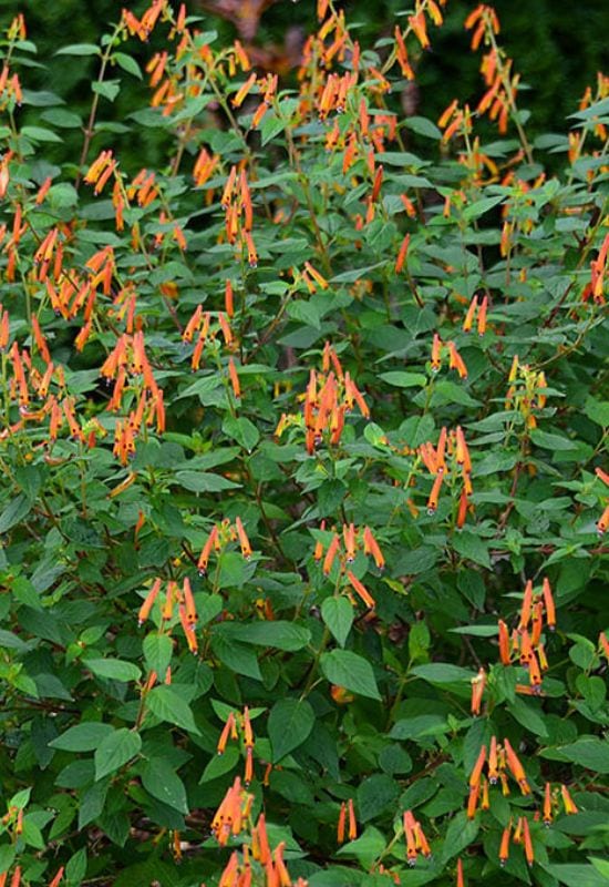  12 arbustos com flores cor de laranja ardentes que darão um toque de cor arrojado ao seu jardim
