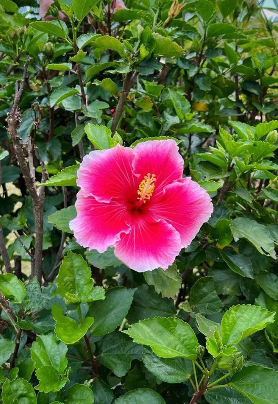  15 flores havaianas mais pitorescas que capturam a essência das ilhas