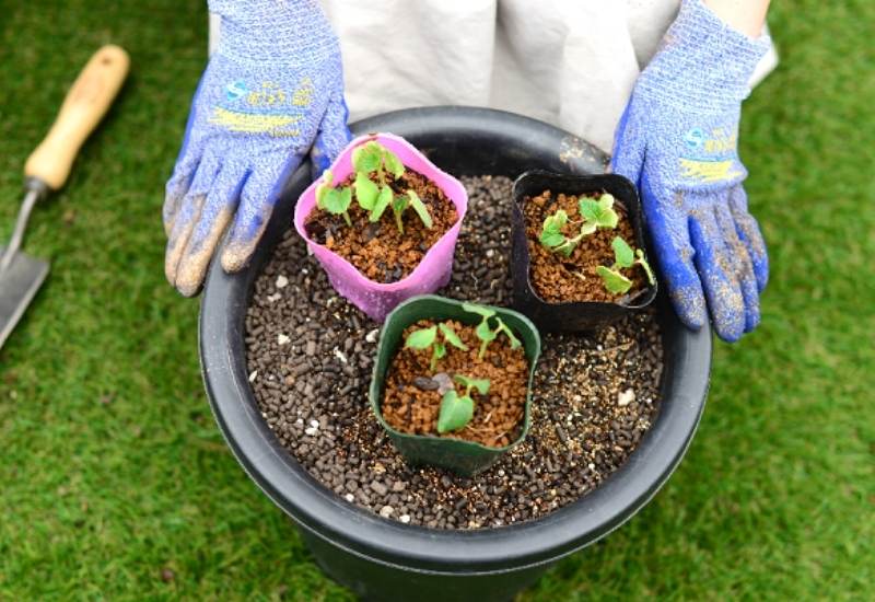  Como cultivar quiabo em recipientes: Guia completo de cultivo