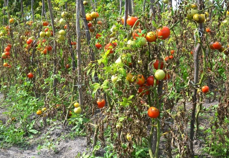  5 razões pelas quais as suas plantas de tomate estão a murchar e como reavivar uma planta de tomate murcha