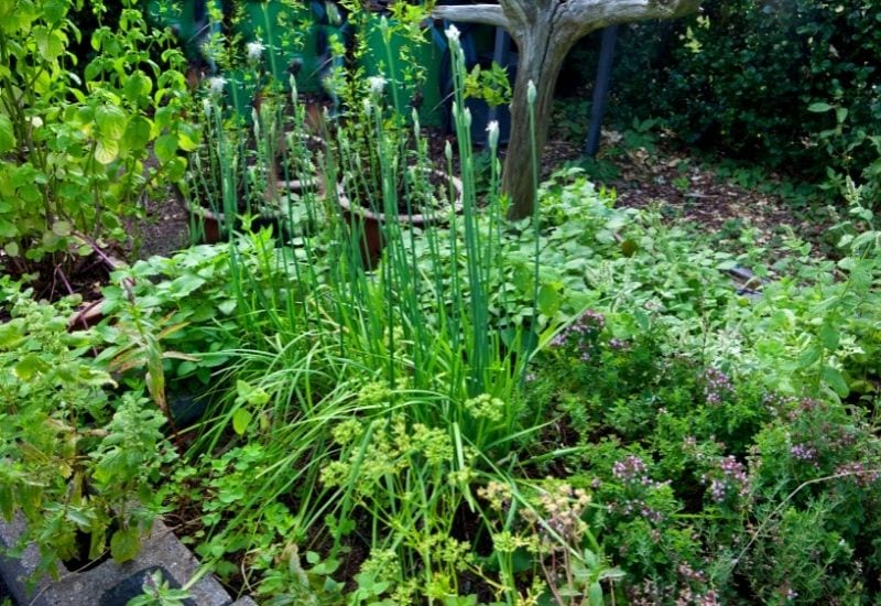  As 10 melhores ervas resistentes aos veados para dissuadir os veados do seu jardim