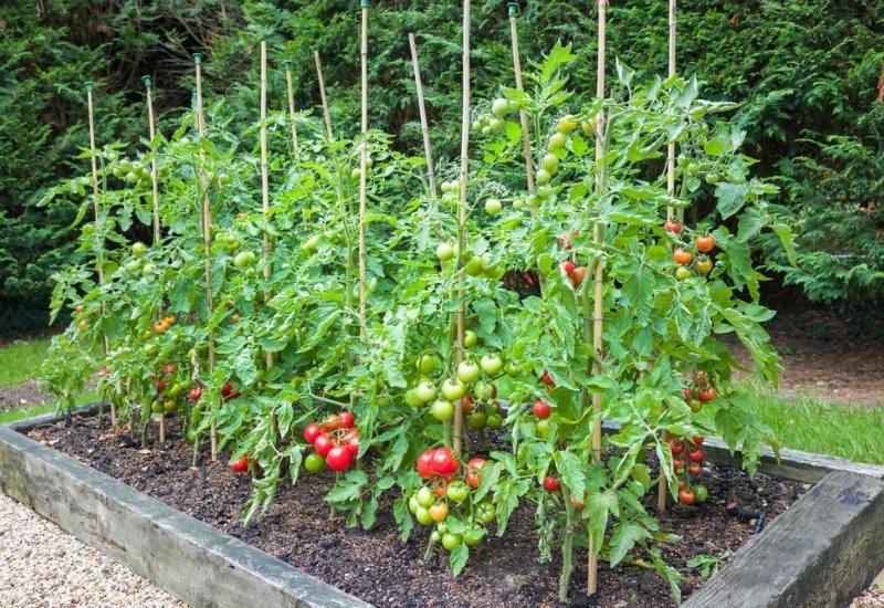  Como cultivar tomates numa cama de jardim elevada