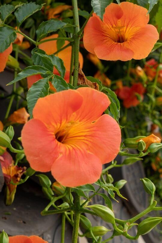  20 melhores flores que atraem beija-flores para o seu jardim