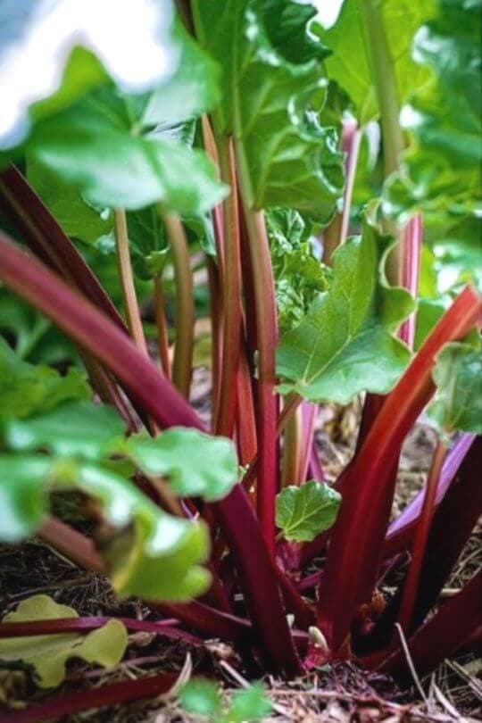  14 melhores variedades de ruibarbo para cultivar no seu jardim
