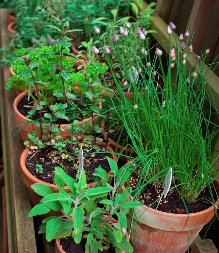  Cultivar um jardim de ervas aromáticas em contentor com ervas EasytoGrow