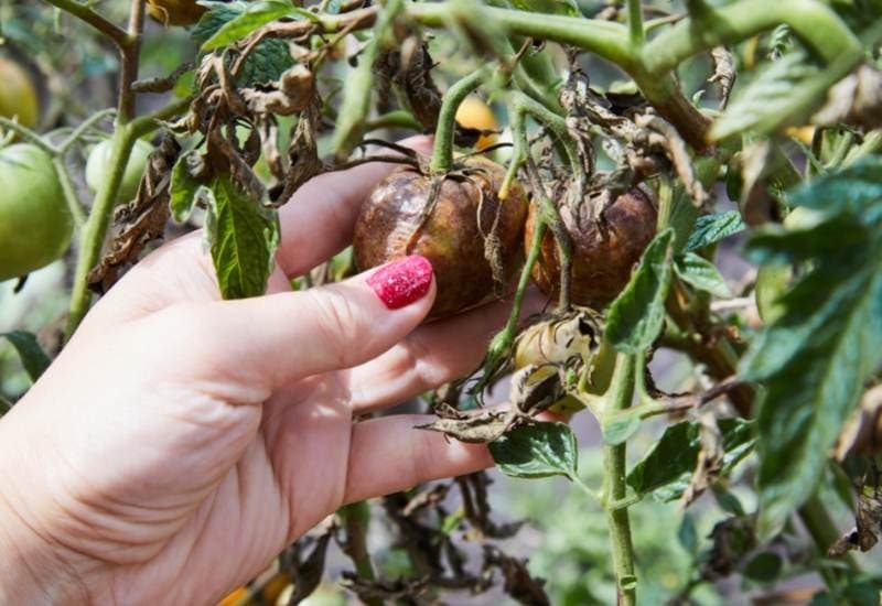  Como escolher os tomates mais resistentes a doenças para a sua horta