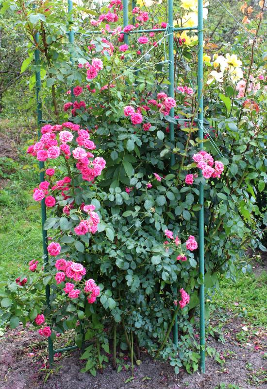  15 variedades de rosas trepadeiras bonitas e perfumadas para a sua treliça ou pérgola
