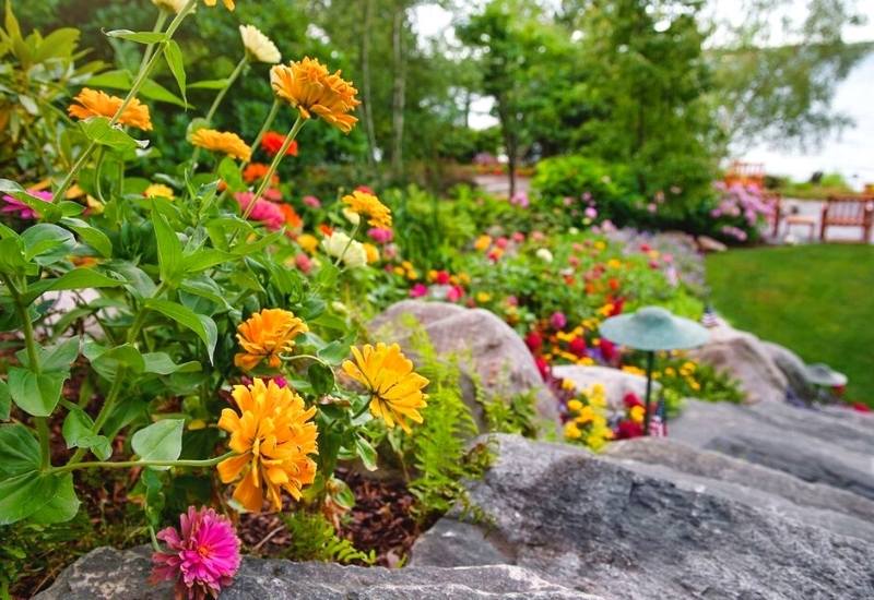  12 plantas anuais a pleno sol que manterão o seu jardim a florescer durante todo o verão