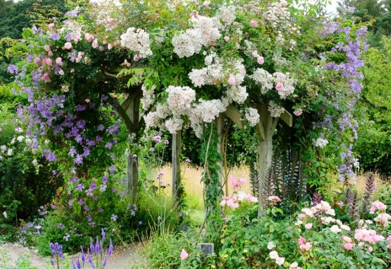 20 lindas videiras floridas tolerantes à sombra para adicionar cor e textura verticais ao seu jardim sombrio