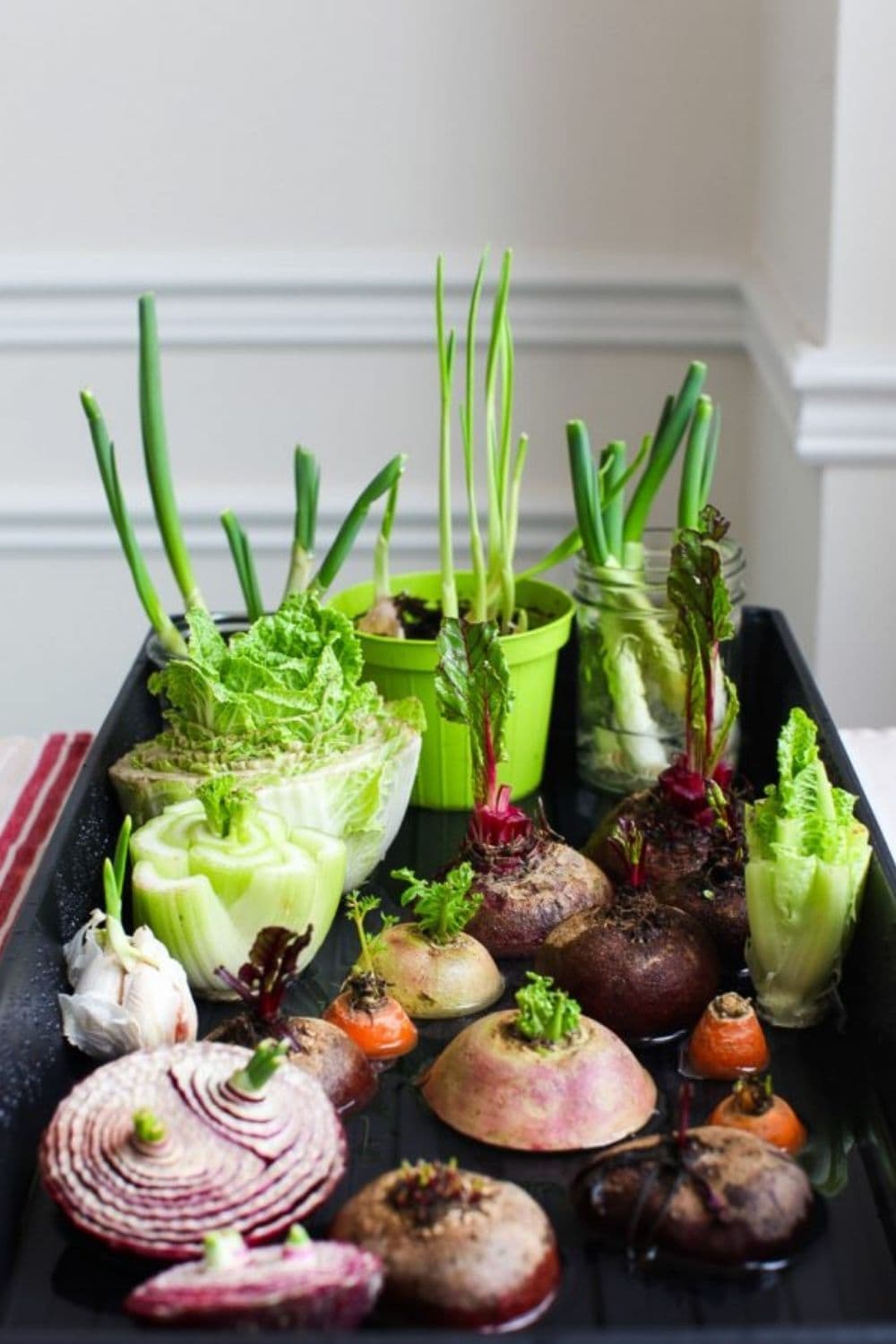  17 legumes, frutas e ervas aromáticas que podem ser facilmente cultivados com restos de comida