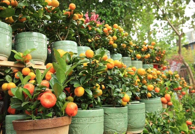  10 melhores frutas e bagas para recipientes e 5 dicas para cultivá-los em vasos