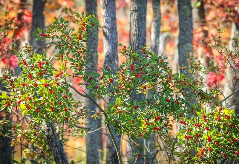  10 tipos de arbustos e árvores de azevinho para a sua paisagem (guia de identificação)