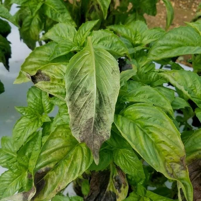  Folhas de manjericão a ficarem pretas: Identificar e tratar as manchas pretas no manjericão
