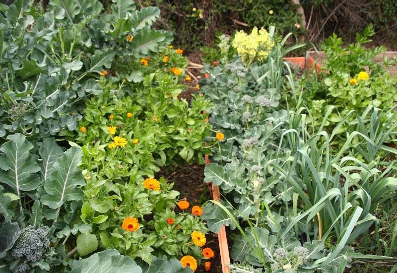  11 melhores flores para plantar na sua horta para manter as colheitas saudáveis e livres de pragas