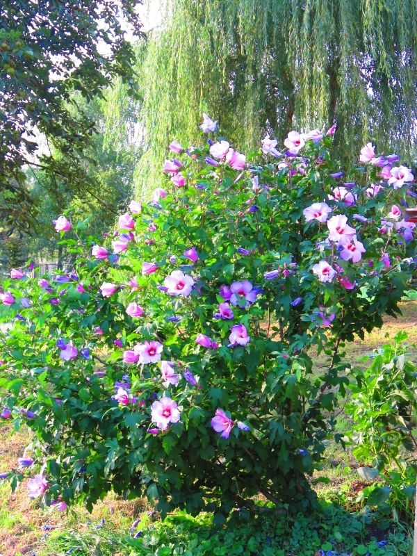  14 variedades deslumbrantes de Rosa de Sharon para dar cor ao seu jardim no final da estação