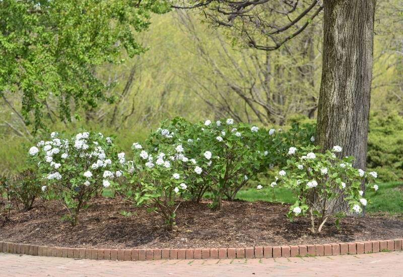  12 arbustos de flores brancas para o seu jardim