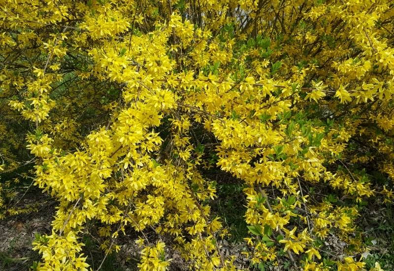  16 arbustos floridos de primavera para dar cor ao seu jardim no início da estação