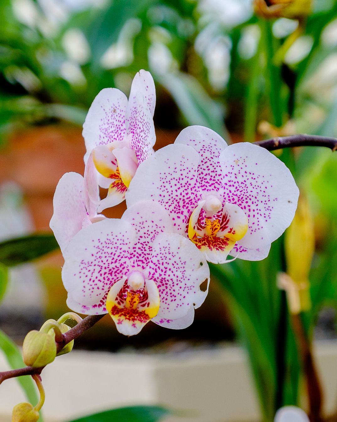  22 types d'orchidées qui poussent bien en intérieur et comment les cultiver