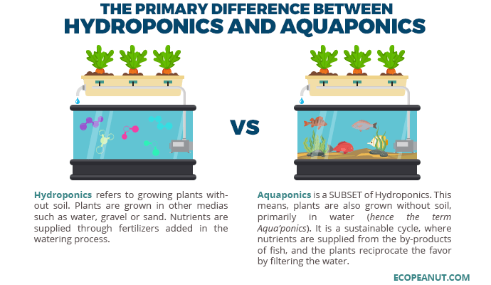  Akvapónia vs. hidroponika: Mi a különbség és melyik a jobb?