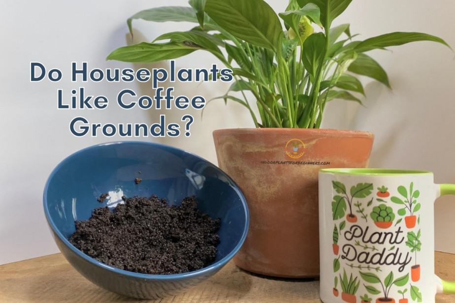  Koffiegronde vir huisplante: is dit goed vir jou binnenshuise plante?