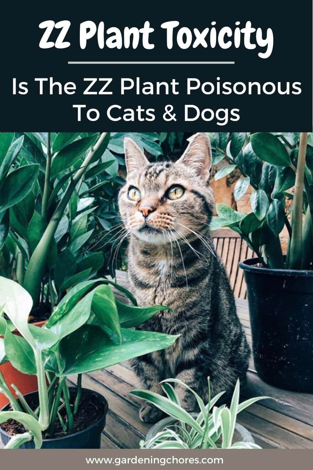  Toxicité de la plante ZZ : La plante ZZ est-elle toxique pour les chats, les chiens et les enfants ?