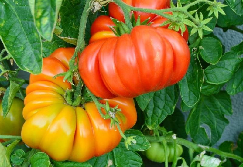  Si të mbillni dhe rritni domate Brandywine në kopshtin tuaj