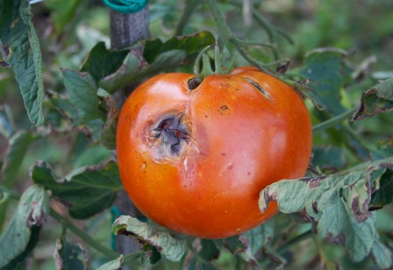  西红柿上的黑斑是怎么回事？