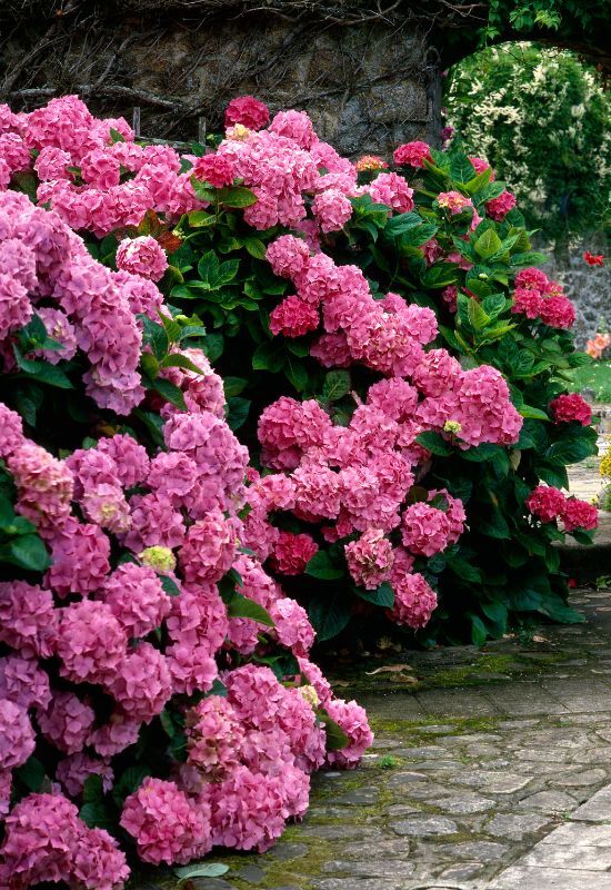  12 impressionantes variedades de hortênsias cor-de-rosa para dar um toque de romance ao seu jardim