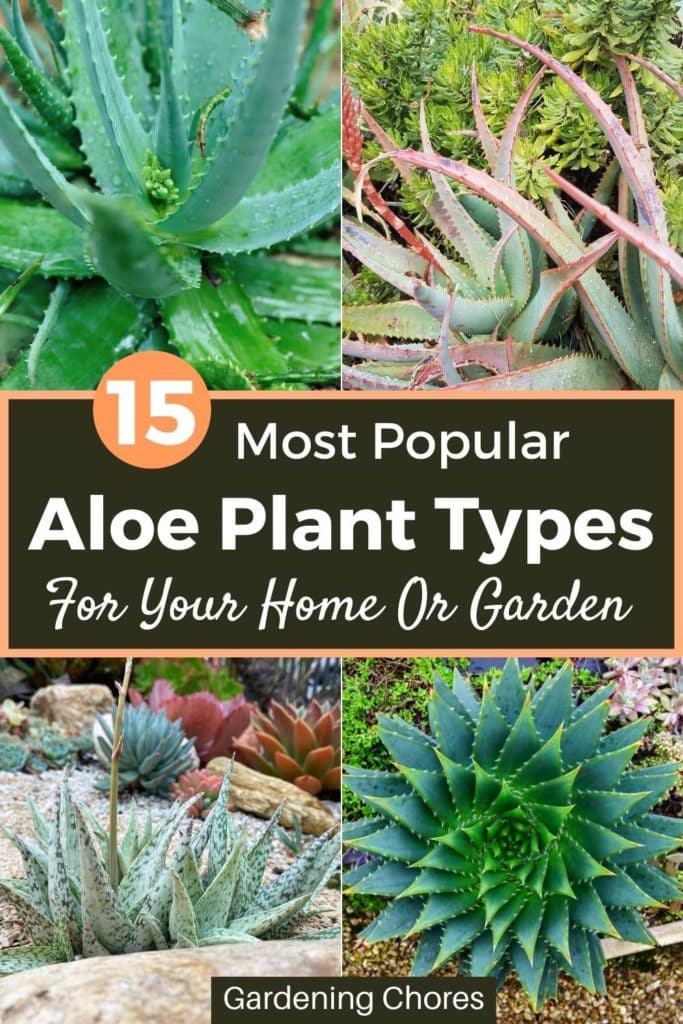 15 Jenis Tanaman Aloe Menarik Dan Cara Menanamnya