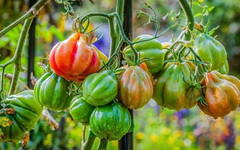  Mengapa Tomato Saya Tidak Menjadi Merah (Dan 14 Helah Untuk Memasaknya Pada Pokok Anggur Dengan Lebih Cepat)