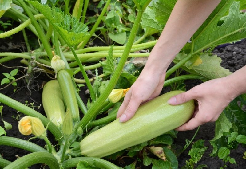  Bila Memilih Zucchini Skuasy Dan Cara Menuainya untuk Tanaman Sempurna