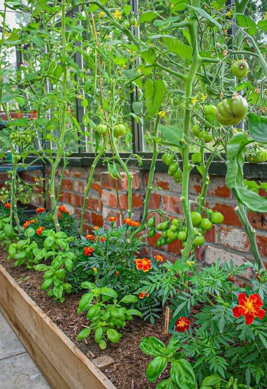  24 Meilleures plantes compagnes des tomates et 5 à éviter de planter à côté des tomates