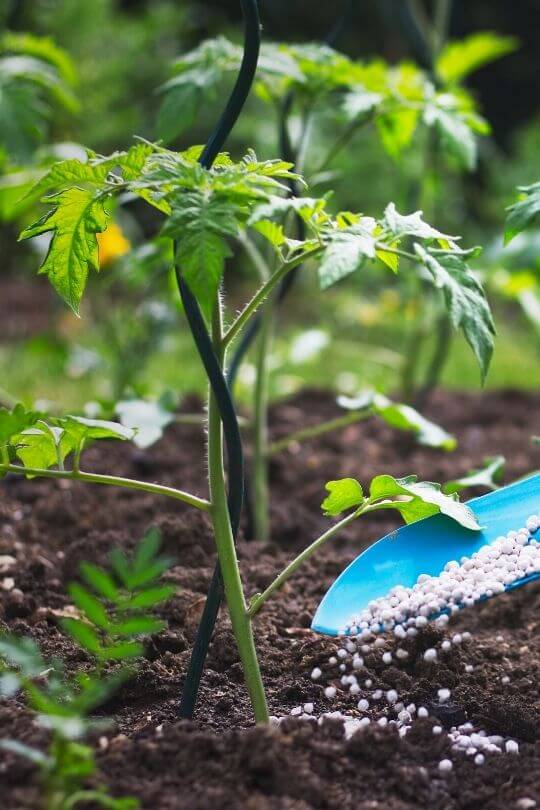  ٹماٹروں کو کھاد ڈالنا: اپنے ٹماٹر کے پودوں کو کیسے اور کب کھادیں۔