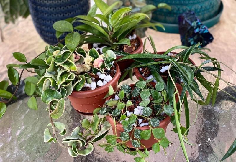  40 superbes variétés de plantes Hoya qui feront briller votre collection de plantes d'intérieur