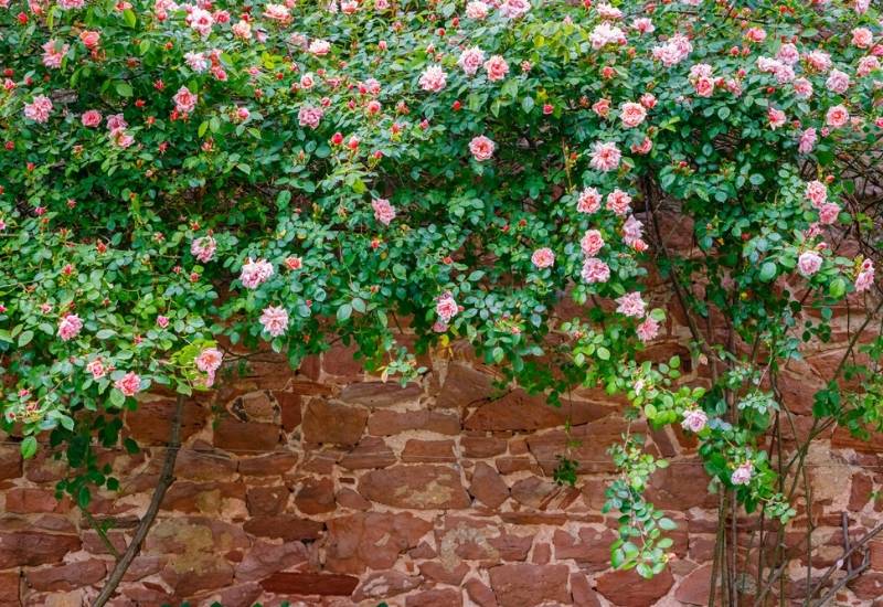  10 osupljivih sort vrtnic, ki bodo dobro rasle na senčnih območjih vašega vrta