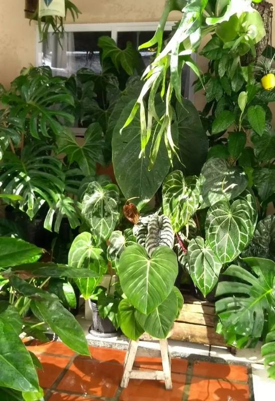  15 стайни растения с големи листа, с които ще внесете забележителна част от природата в помещенията си