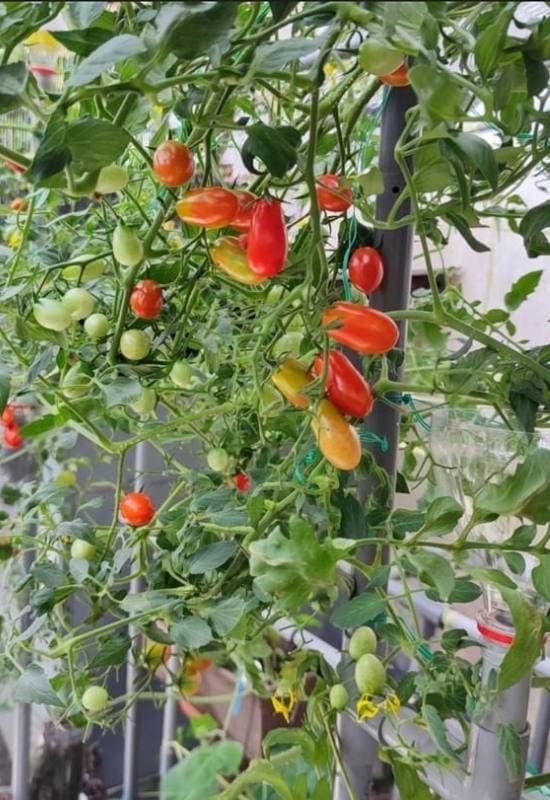  14 superbes variétés de tomates cerises que vous devriez envisager de cultiver