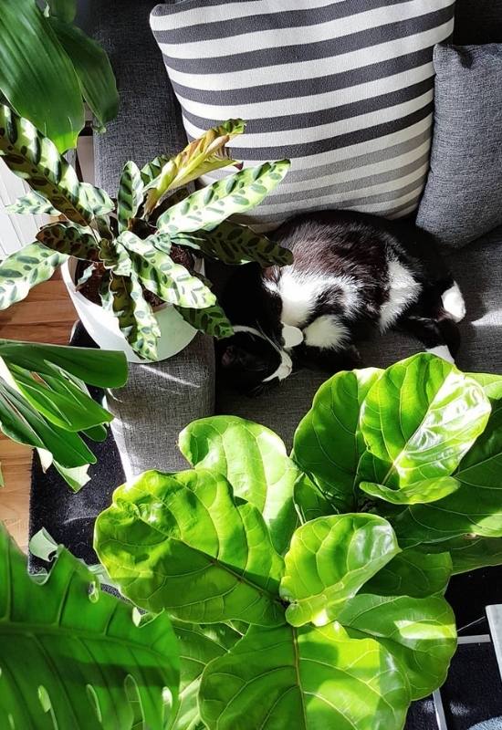  Adakah Fiddle Leaf Fig Beracun kepada Kucing, Anjing atau Kanak-kanak?
