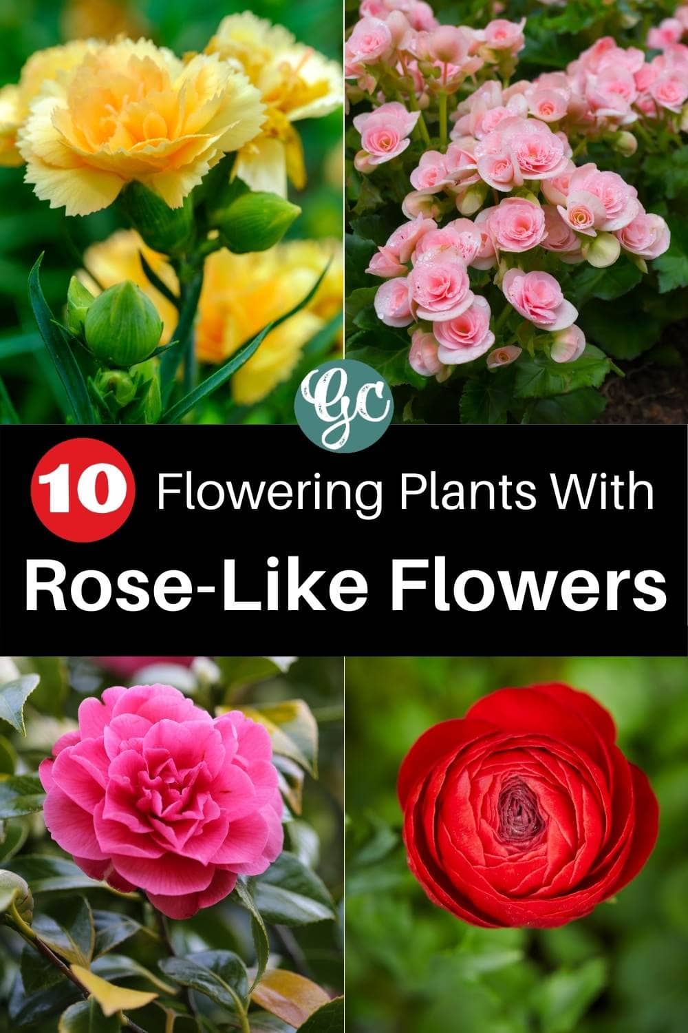  10 fleurs différentes qui ressemblent presque à des roses