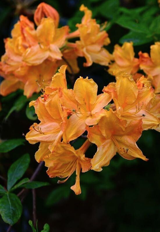 12 Sträucher mit feurig orangefarbenen Blüten, die Ihrem Garten einen ...