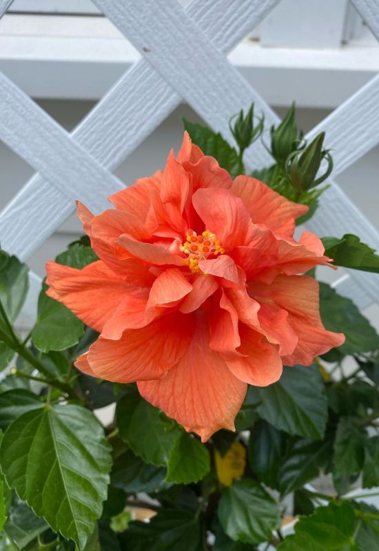 12 Sträucher mit feurig orangefarbenen Blüten, die Ihrem Garten einen ...