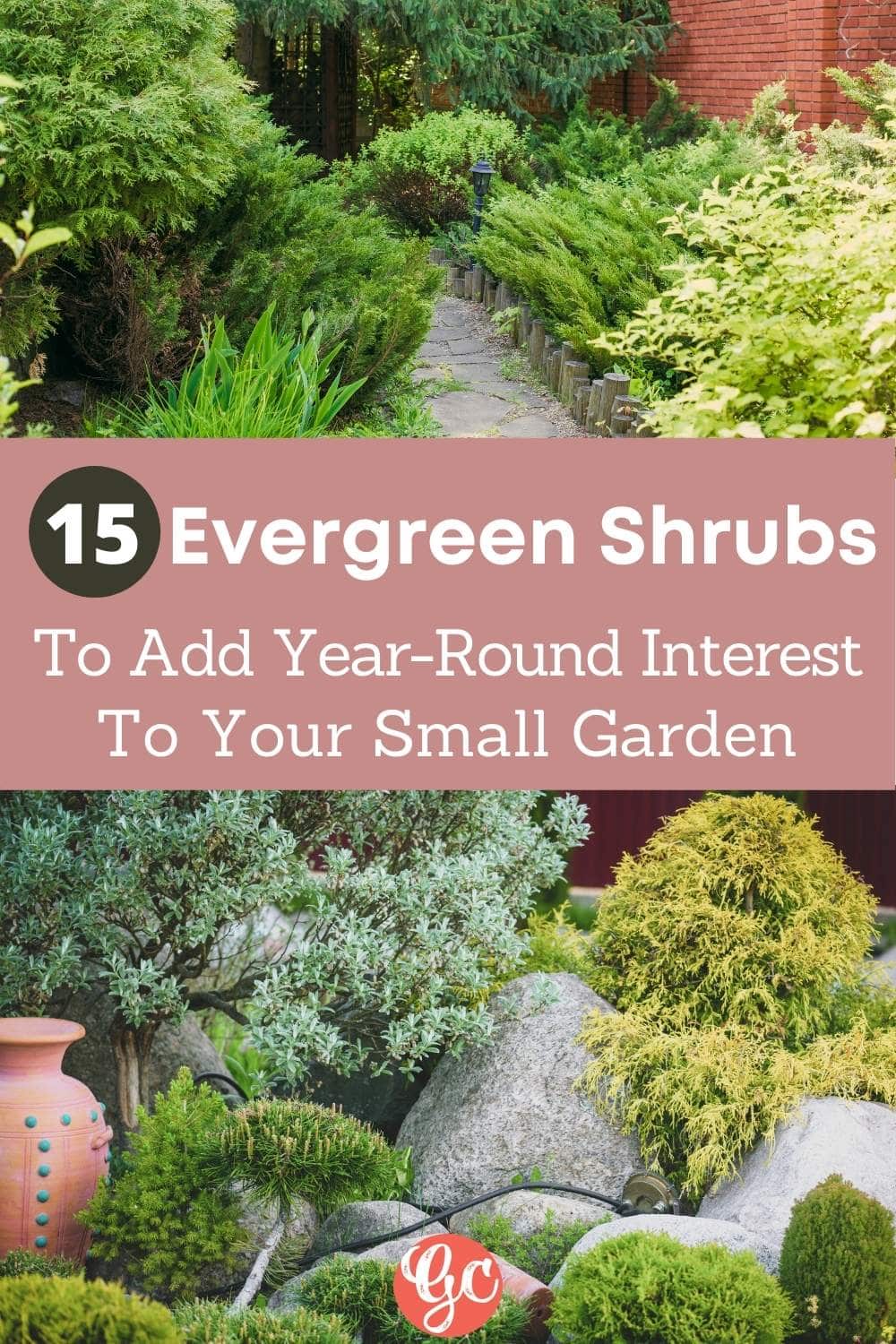  15 törpe örökzöld cserjék kis kertek és tájak számára