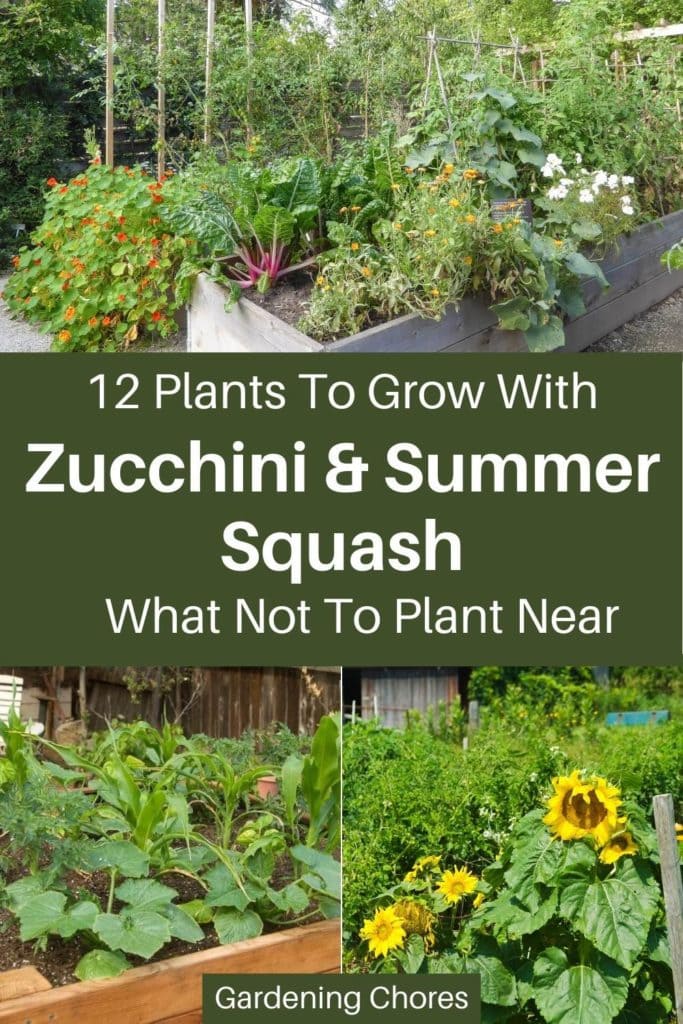  12 Tumbuhan Pengiring Terbaik untuk Zucchini dan Skuasy Musim Panas 3 untuk Elakkan Penanaman Di Sekitar