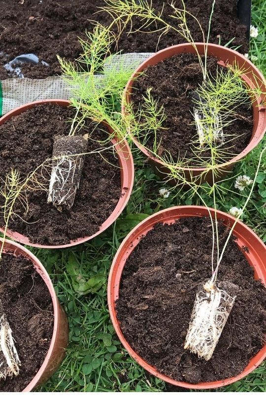  cara menanam asparagus dalam bekas: Panduan Menanam Lengkap