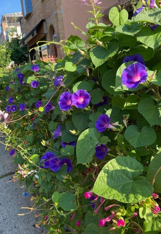  15 plantes grimpantes et vignes fleuries à croissance rapide pour rehausser votre jardin en un rien de temps