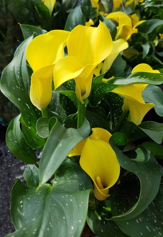  22 suurepärase Calla Lily sordid, et lisada oma aeda suvine värvipuhang