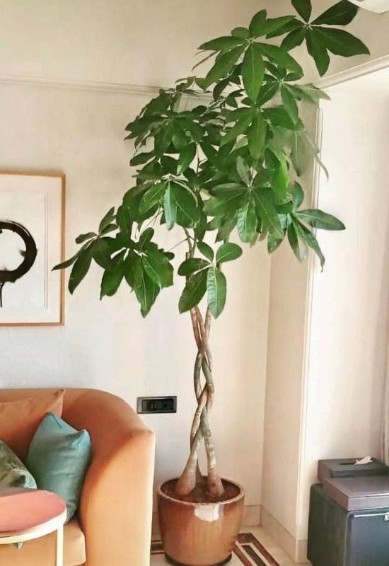  14 чудових високих кімнатних рослин, які пожвавлять ваш кімнатний простір