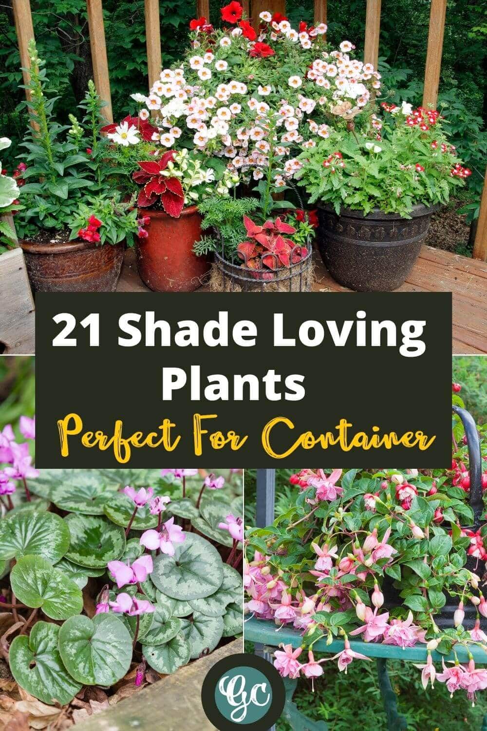  Flores de sombra em vasos: 20 grandes plantas que adoram sombra para recipientes