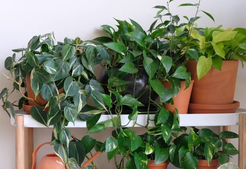  15 jolies plantes grimpantes d'intérieur pour apporter des motifs tropicaux