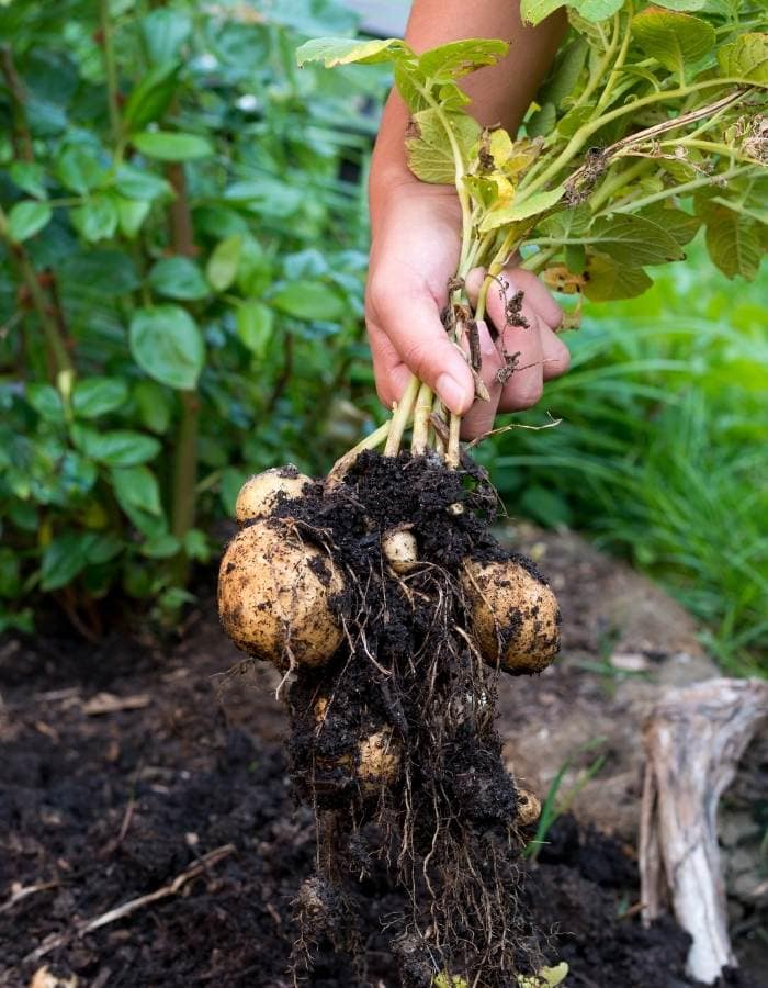  Comment et quand récolter les pommes de terre et comment les conserver à long terme